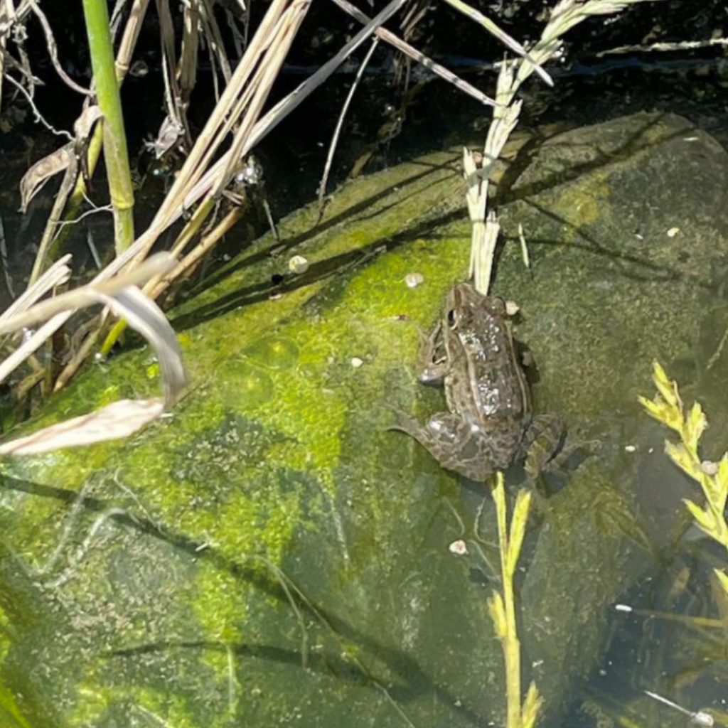 田んぼの中のカエル