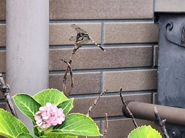 紫陽花の枝に止まるトンボ